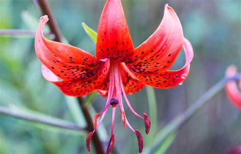 lily lovers|Lily Lovers – The Ultimate Guide to Growing Lilies .